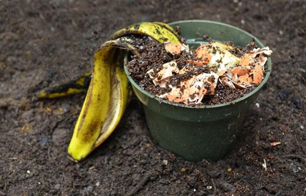 how-to-compost-table-scraps