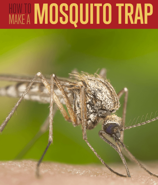mosquito-mosquito-bites-mosquito-repellent-mosquito-trap-mosquitoes-homemade-mosquito-trap-natural-mosquito-repellent-mosquito-magnet-mosquito-control-how-to-get--rid-of-mosquitoes