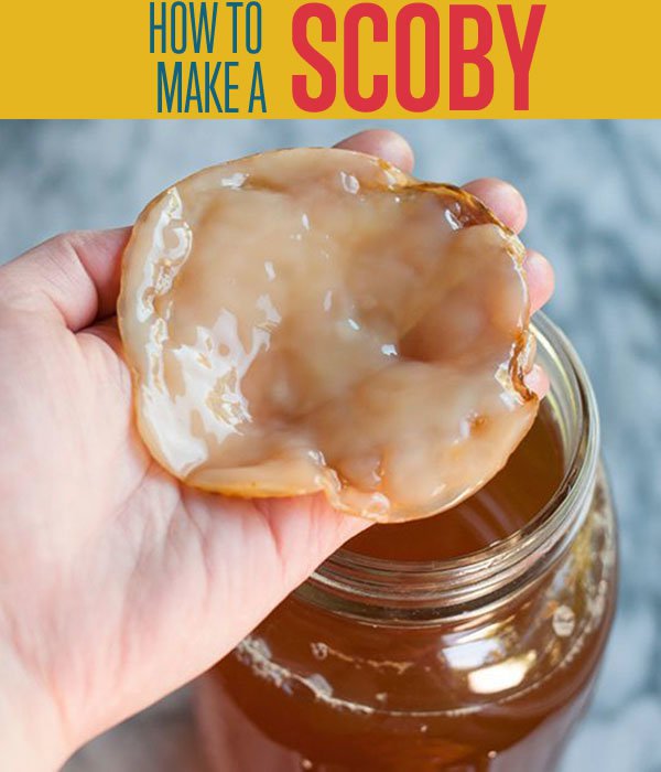 How To Make A Scoby For Kombucha Tea