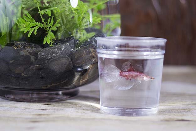 DIY Projects | How To Make An Aquatic Table Centerpiece