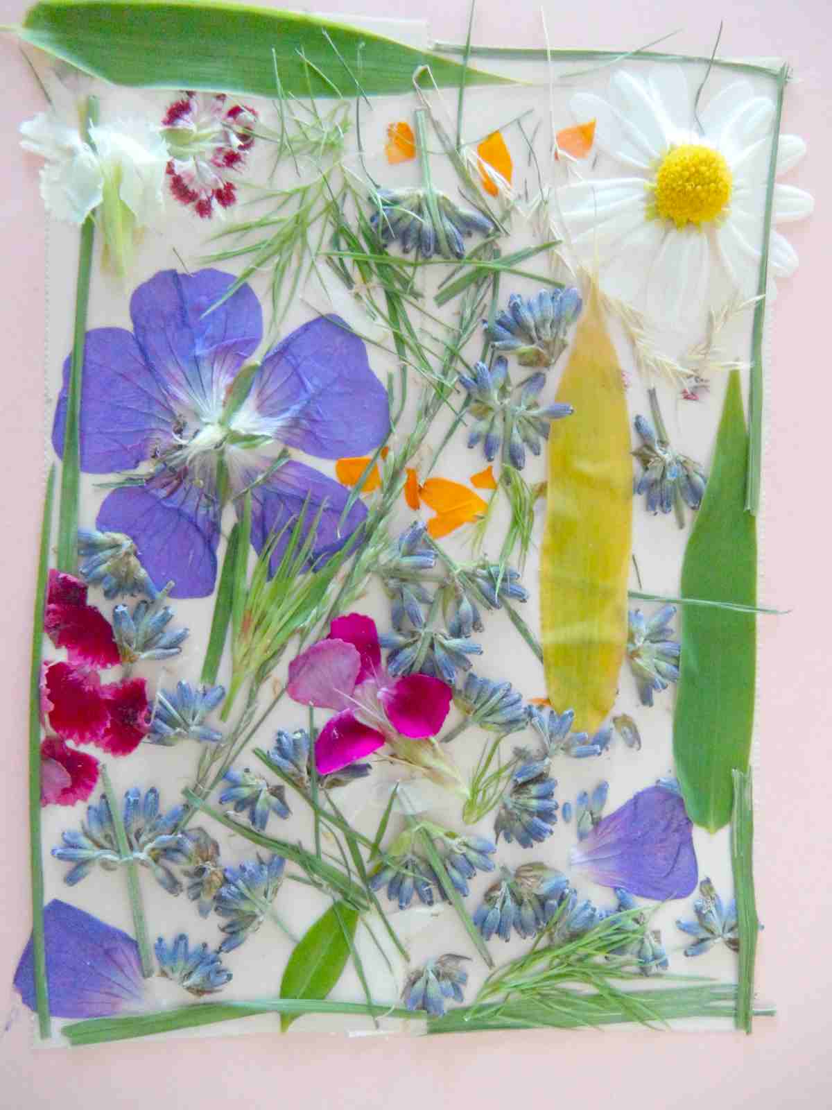 pressed art ditzy flowers | How To Press Flowers For Your Arts And Crafts Projects | how to press flowers | pressed flower art
