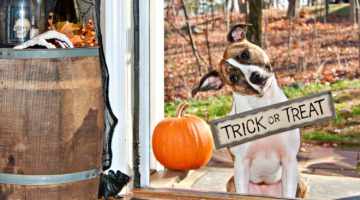Cute dog trick or treating | DIY Halloween Decorations | Cute And Creepy Decor Ideas | Featured