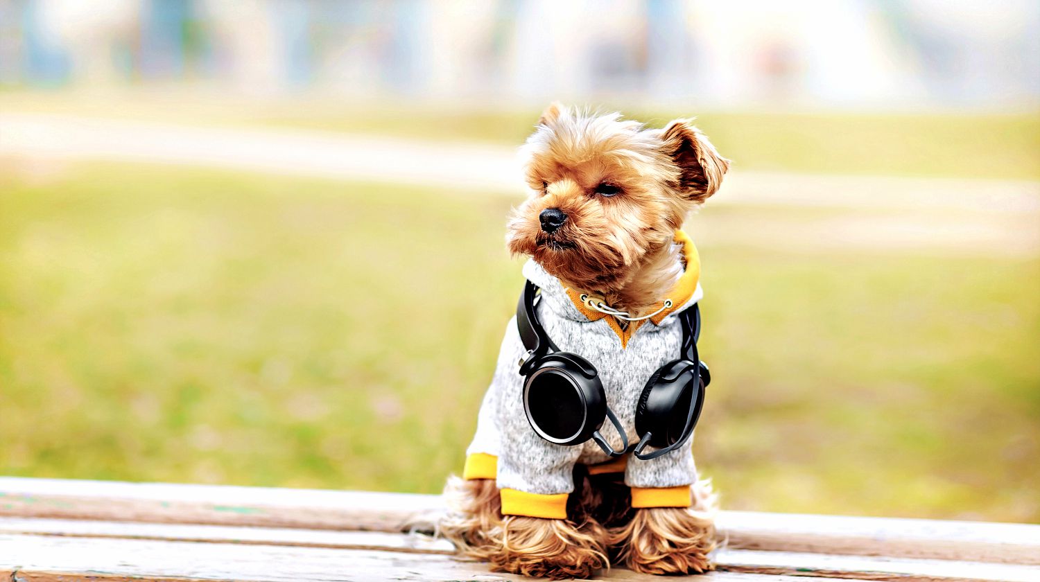 Featured | Dog in windcheater and jacket hoodie with headphones | Easy No-Sew Dog Jacket DIY Project For Your Pet Pup