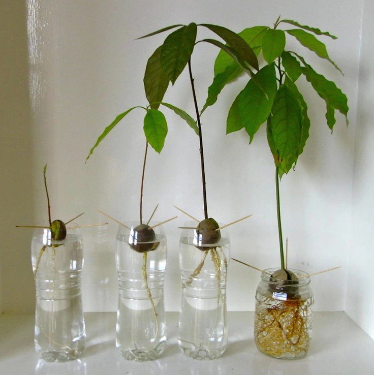 How to Grow an Avocado From a Seed DIY Projects Craft Ideas & How To’s