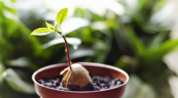 A young fresh avocado sprout with leaves grows from a seed in a pot | How To Grow An Avocado From A Seed | Featured