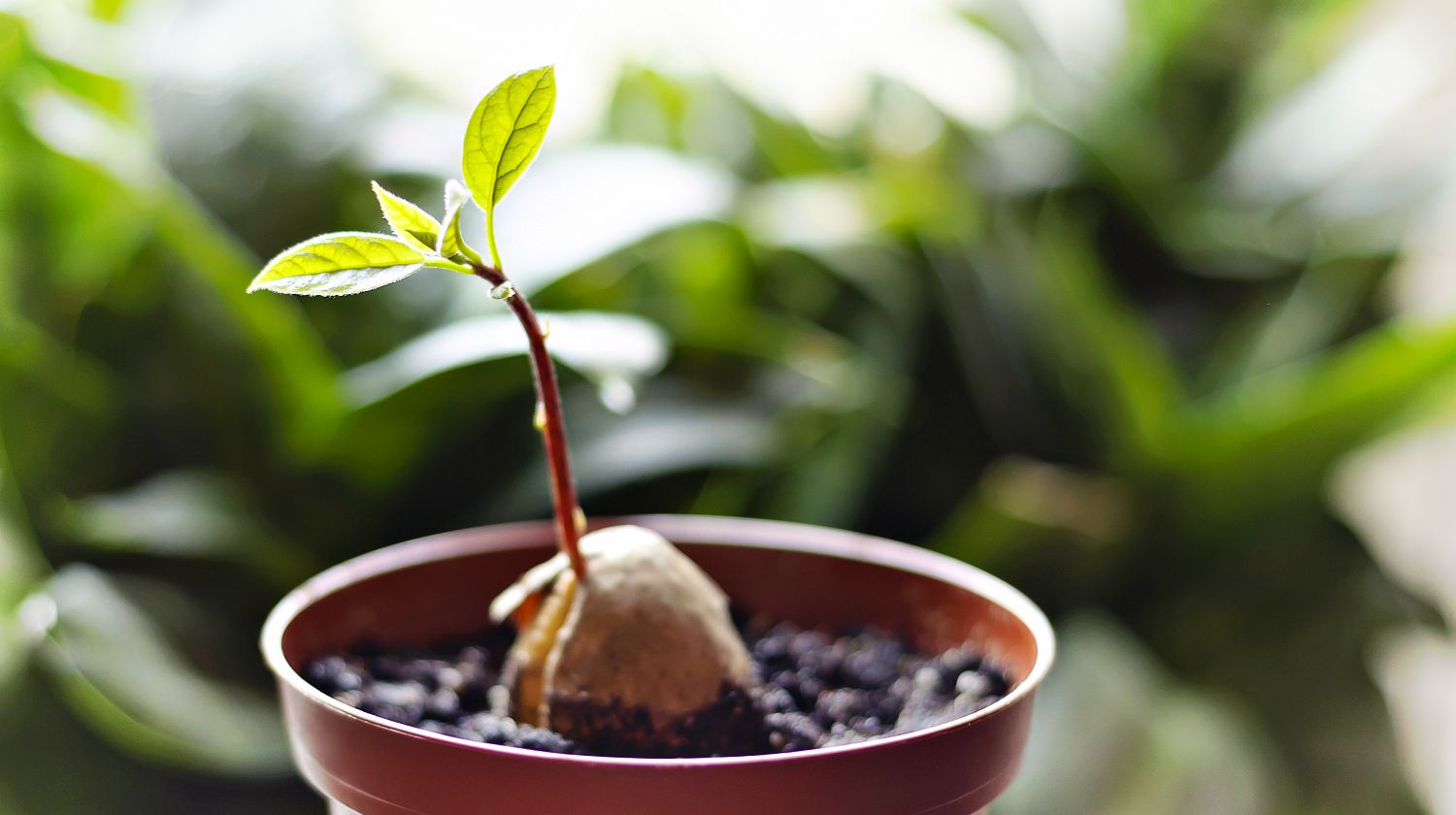How to Grow an Avocado From a Seed Gardening Ideas