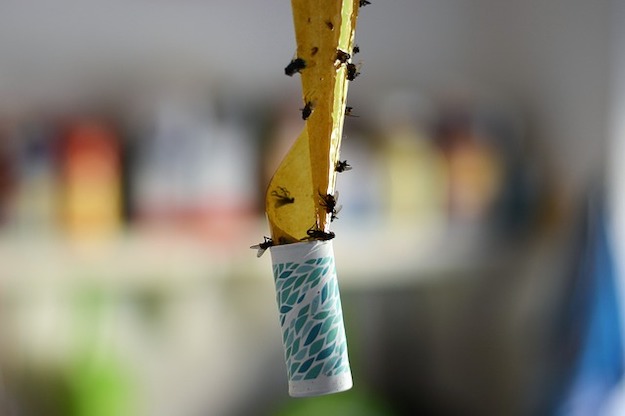 Check out 6 DIY Fruit Fly Trap Tutorials at https://diyprojects.com/diy-fruit-fly-trap-tutorials/