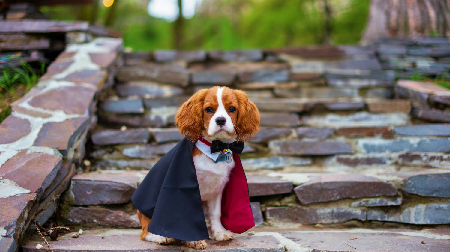 Cute puppy dracula | DIY Dog Costume Ideas + QUIZ: What's Your Dog's Costume Personality | Featured