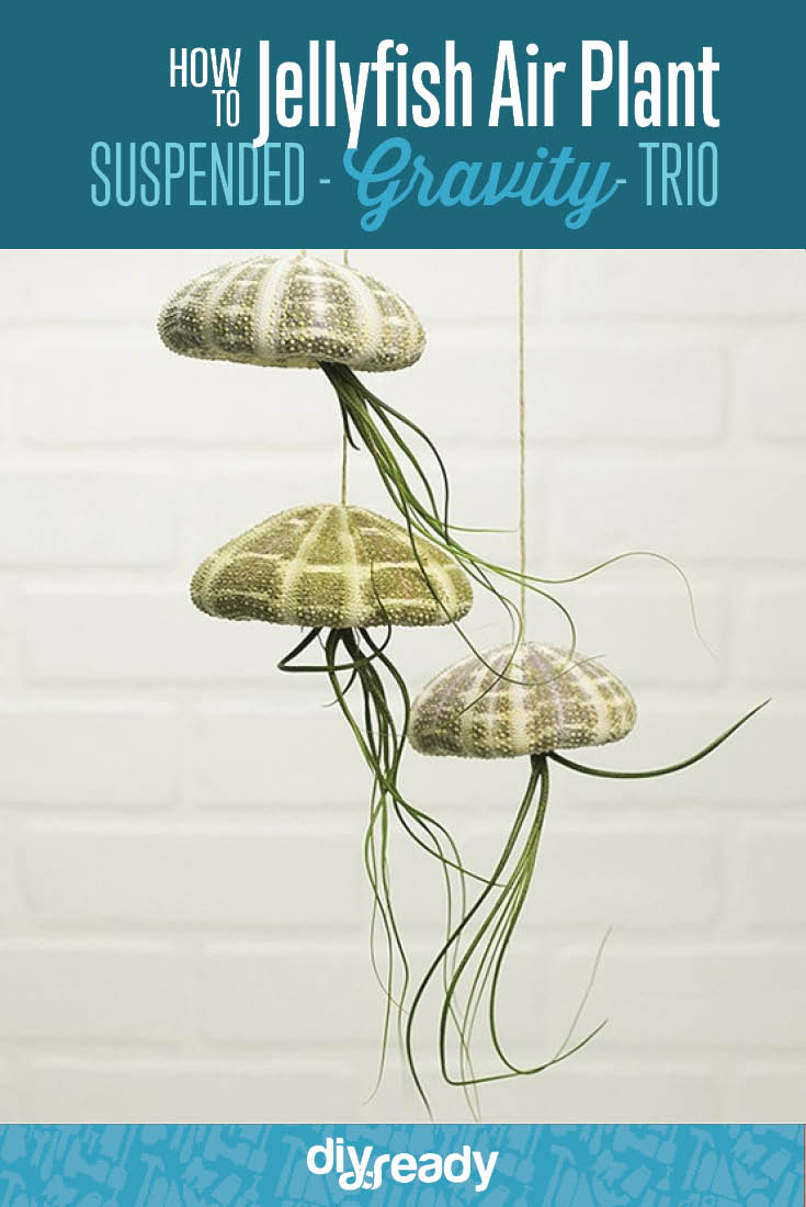How to Make a Jellyfish Air Plant Suspended Gravity Trio, see more at https://diyprojects.com/how-to-make-diy-jellyfish-air-plants