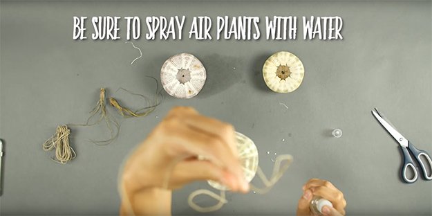 Step 4 | How to Make a Jellyfish Air Plant Suspended Gravity Trio, see more at https://diyprojects.com/how-to-make-diy-jellyfish-air-plants