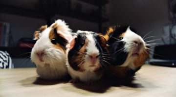 Feature | Three guinea pigs in wooden table | DIY Guinea Pig Cage Ideas
