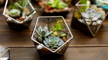 succulent geometry glass terrarium | DIY Plant Terrarium Ideas | featured