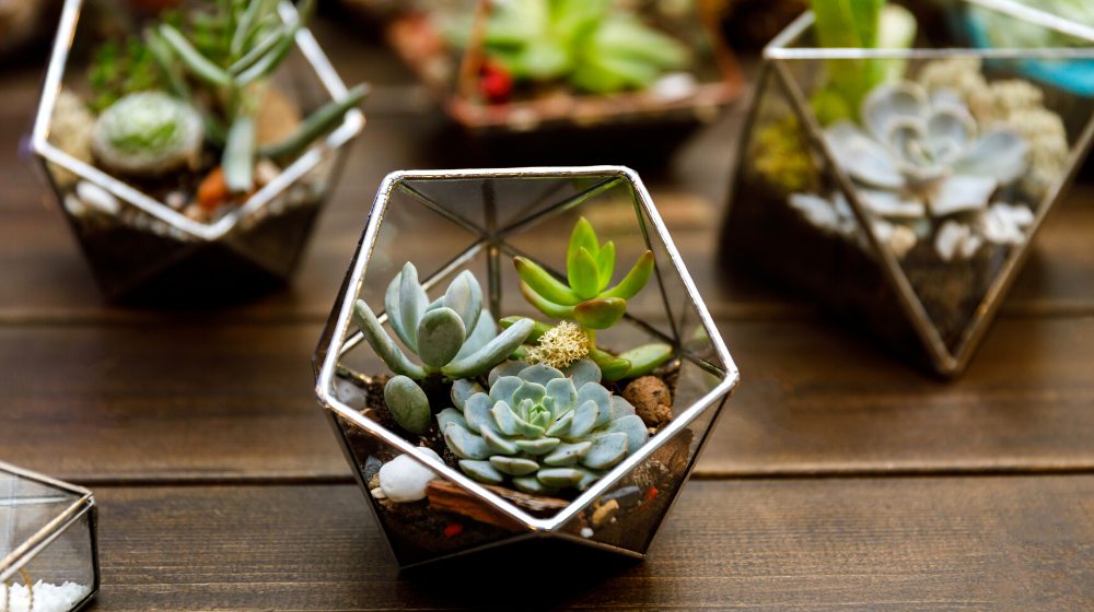 succulent geometry glass terrarium | DIY Plant Terrarium Ideas | featured