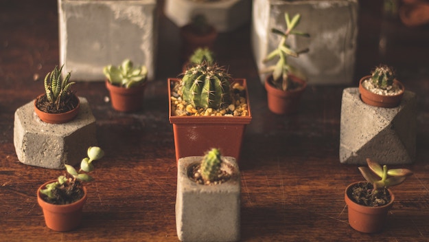 Check out 14 DIY Plant Terrarium Ideas at https://diyprojects.com/diy-plant-terrarium-ideas-mini-terrariums/