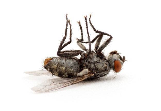 DIY Fruit Fly Trap Tutorials