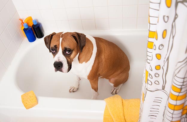 Relocate Stinky Pets | Rid Your Home of That Strange Smell