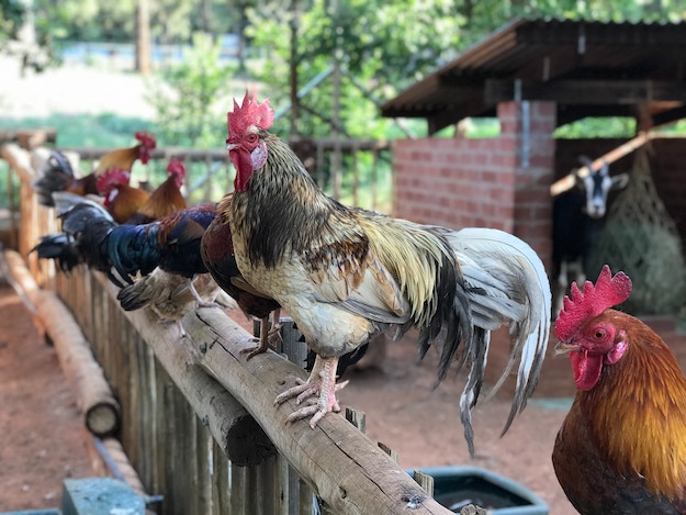 در https://diyprojects.com/diy-chicken-coop-ideas/، حیاط خلوت کشاورز: ایده های شگفت انگیز قفسه مرغ DIY را برای شما ببینید