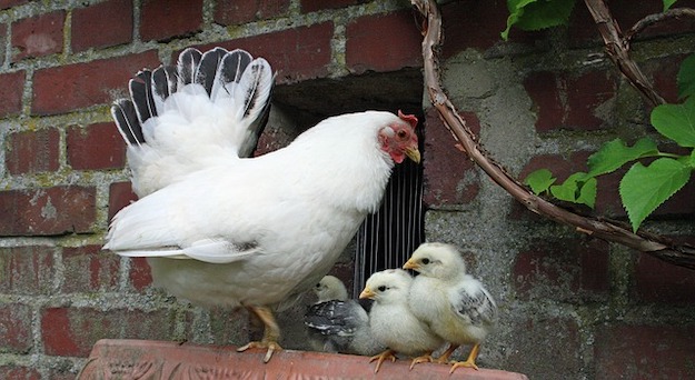 در https://diyprojects.com/diy-chicken-coop-ideas/، حیاط خلوت کشاورز: ایده های شگفت انگیز قفسه مرغ DIY را برای شما ببینید