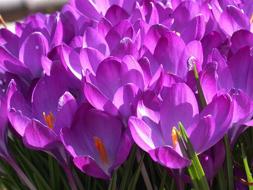 Crocus | Tips and Guides For Proper Flower Etiquette [Infographic]