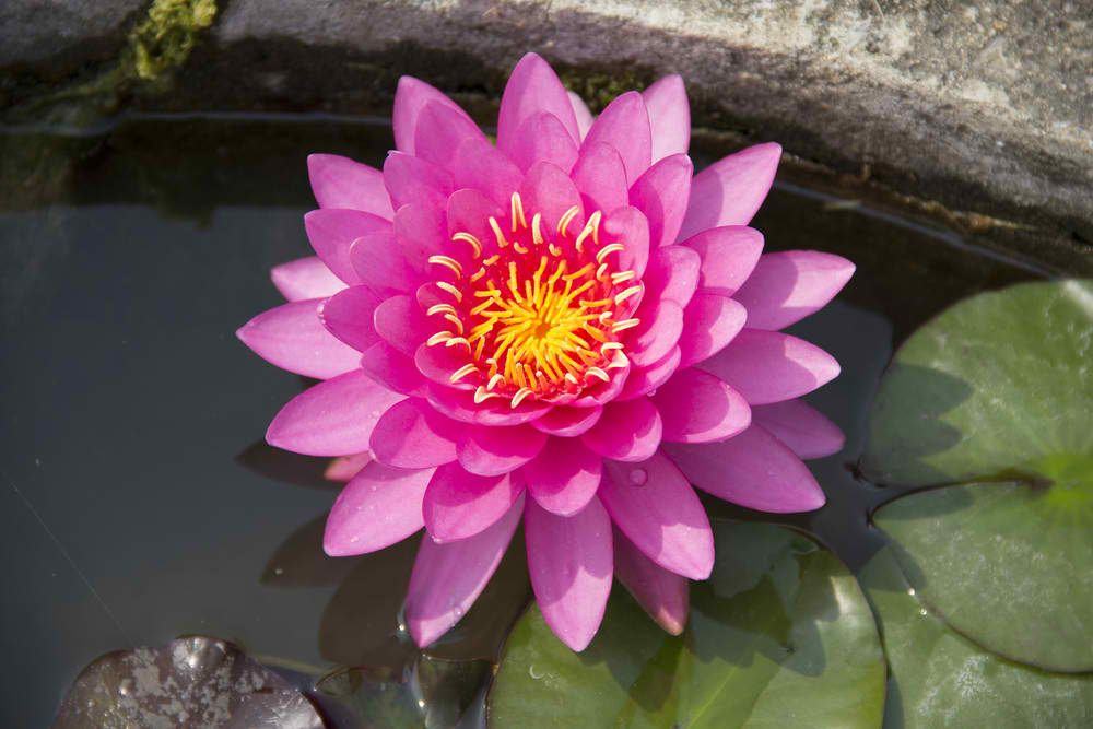 Lotus | Tips and Guides For Proper Flower Etiquette [Infographic]