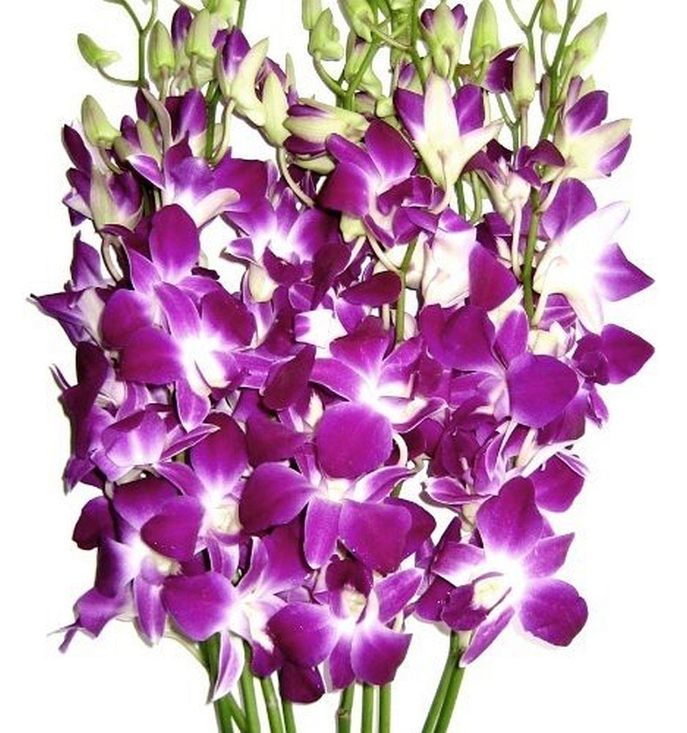 Orchid | Tips and Guides For Proper Flower Etiquette [Infographic]