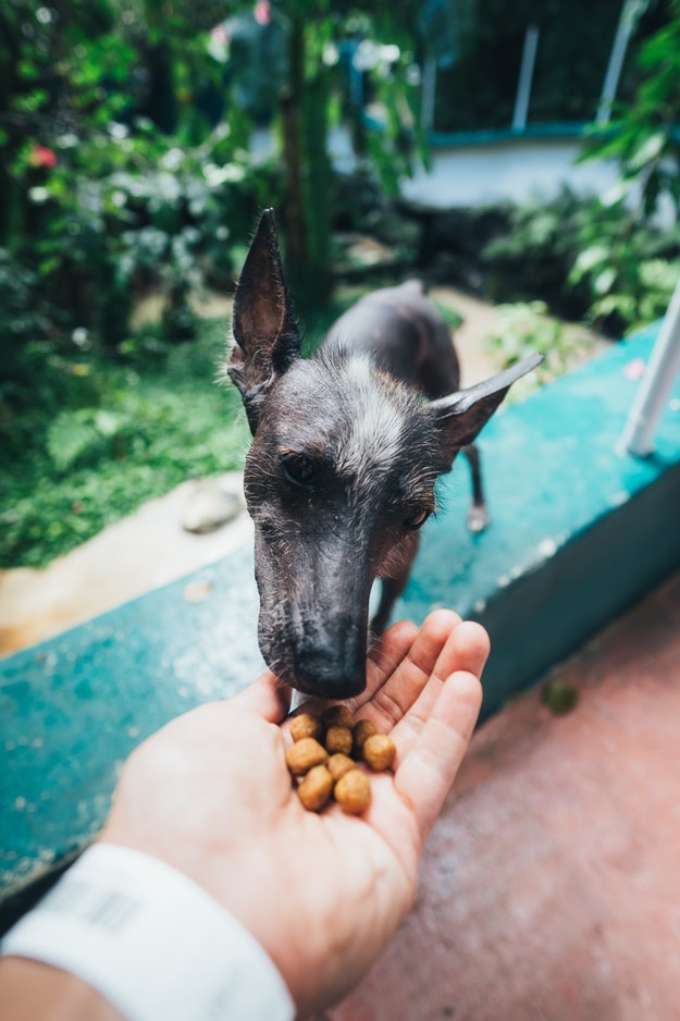 Check out How To Make Dog Treats | 21 Healthy Recipes Of Homemade Dog Treats at https://diyprojects.com/homemade-dog-treats/