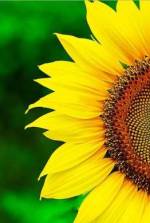 How to Grow Sunflowers On Your Homestead