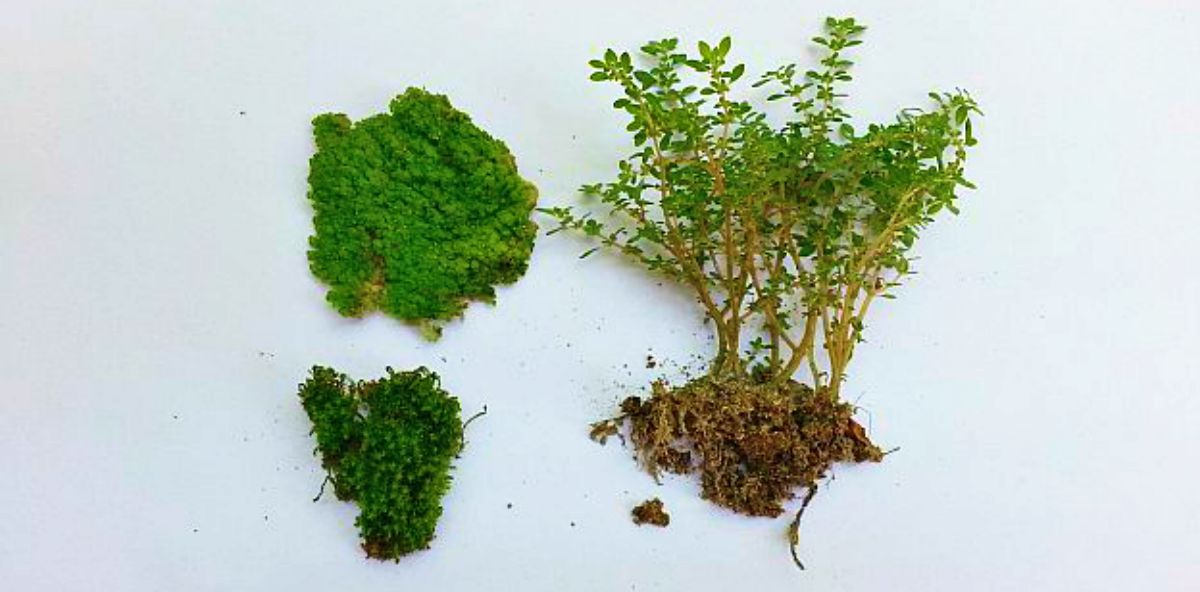 Moss and ferns | DIY Fairy Garden To Create A Little Zen In Your Busy Life