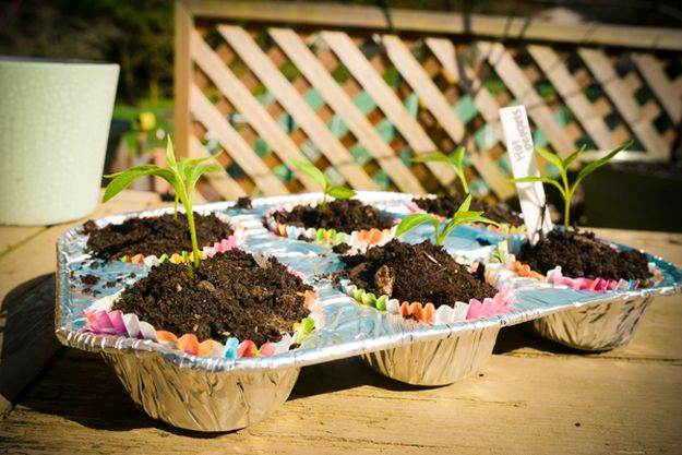 Germinate Seeds Using Muffin Tins | Impressive & Easy DIY Recycle Projects For Your Home