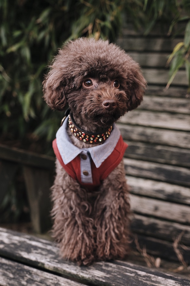 Check out Dainty Dog Coat Pattern For Your Beloved Canine at https://diyprojects.com/sew-dog-coat/