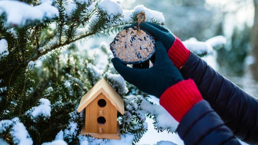 feeding-birds-winter-woman-bird-food | 7 Ways to Turn Your Garden into a Winter Wonderland | Featured