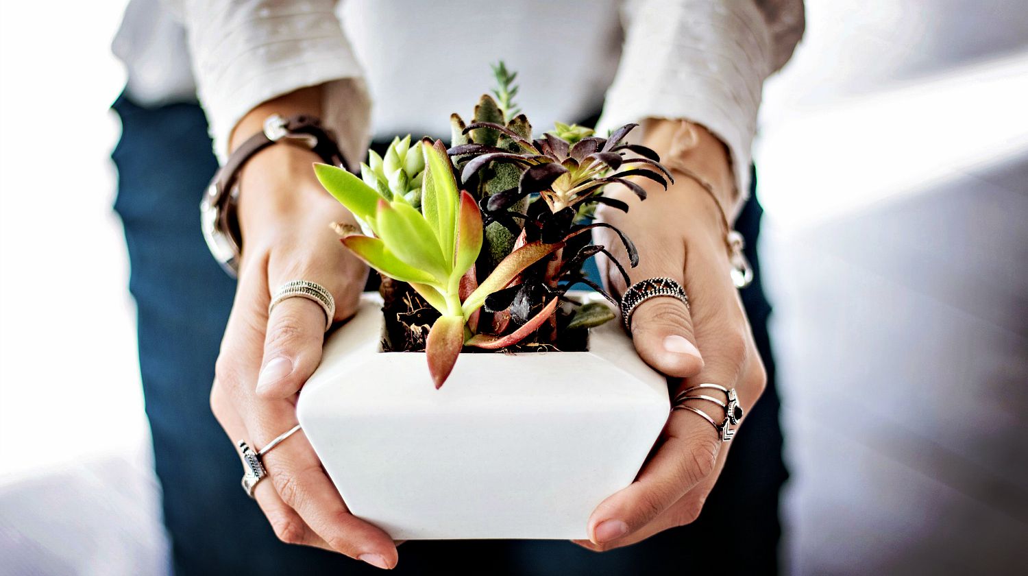 Feature | Woman hands holding succulents | Awesome DIY Crafts To Make Money This Spring