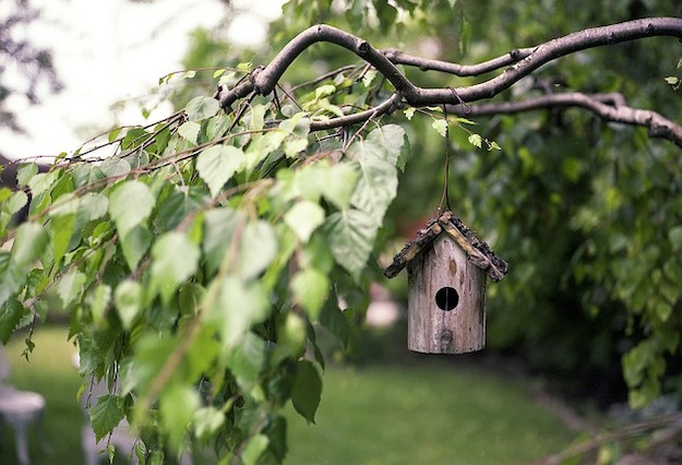 Bird House Ideas