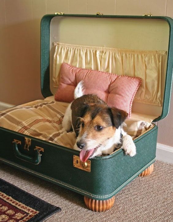 تخت‌خواب‌های خلاقانه سگی را که می‌توانید همین الان درست کنید، بررسی کنید!  در https://diyprojects.com/diy-creative-doggy-beds-you-can-make-right-now/