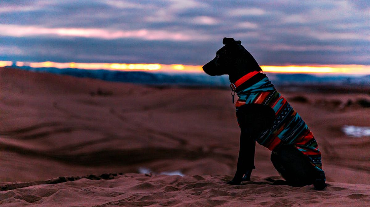 Dog wearing aztec jacket in the dessert | DIY Dog Clothes And Coats You Should Make