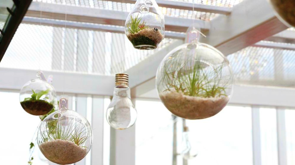 Hanging terrariums with plant in indoor environment | Our DIY Christmas Ideas Roundup