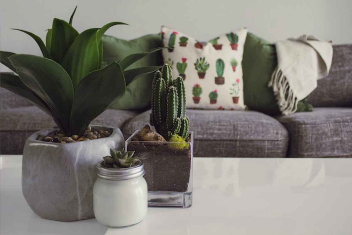indoor plants and cactus on a table | Easy Home Improvement Projects: Small Budget, Big Impact Upgrades