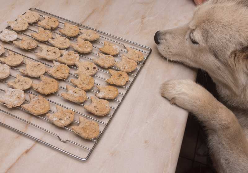 Husky dog wants homemade dog biscuits on oven grill | Homemade Dog Biscuit