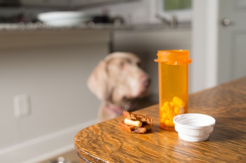 dog-waiting-take-prescription-medication-pills | homemade dog treat