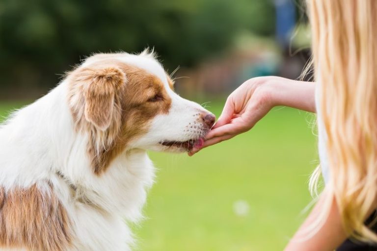 15 Homemade Low Fat Dog Treats For National Pet Day