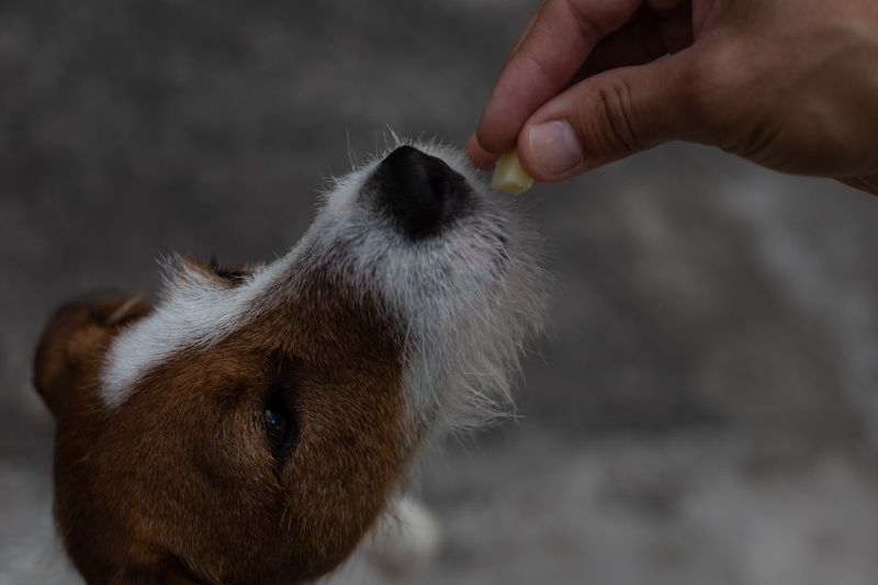 jack-russell-terrier-dog-reaches-treat | treats for dogs