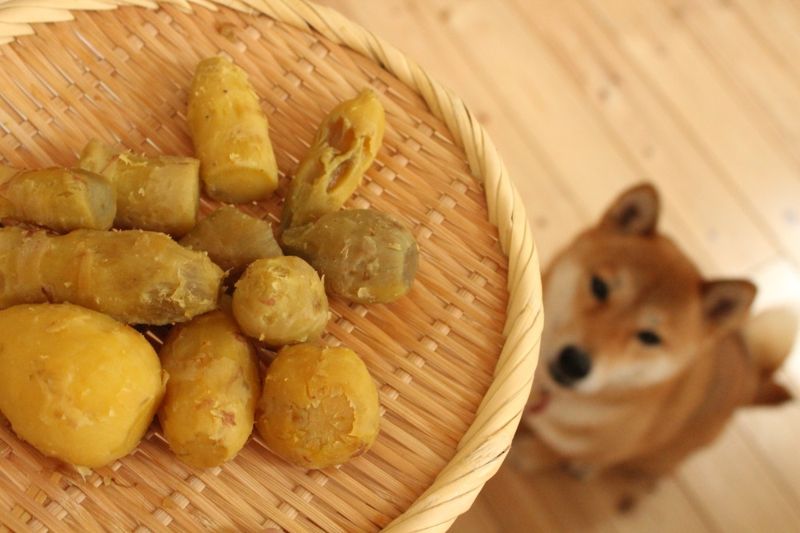 shiba-japan | dog treats