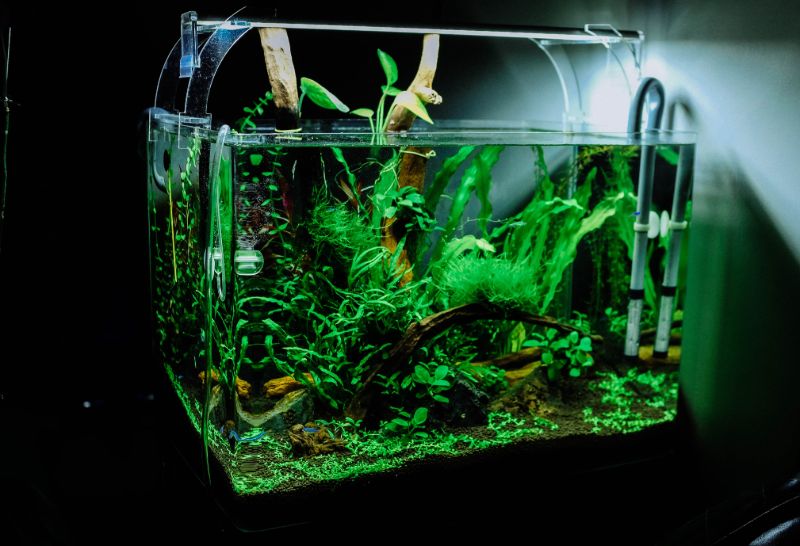 Aquarium | How To Make A DIY Humidifier To Improve Air Quality In Your Home