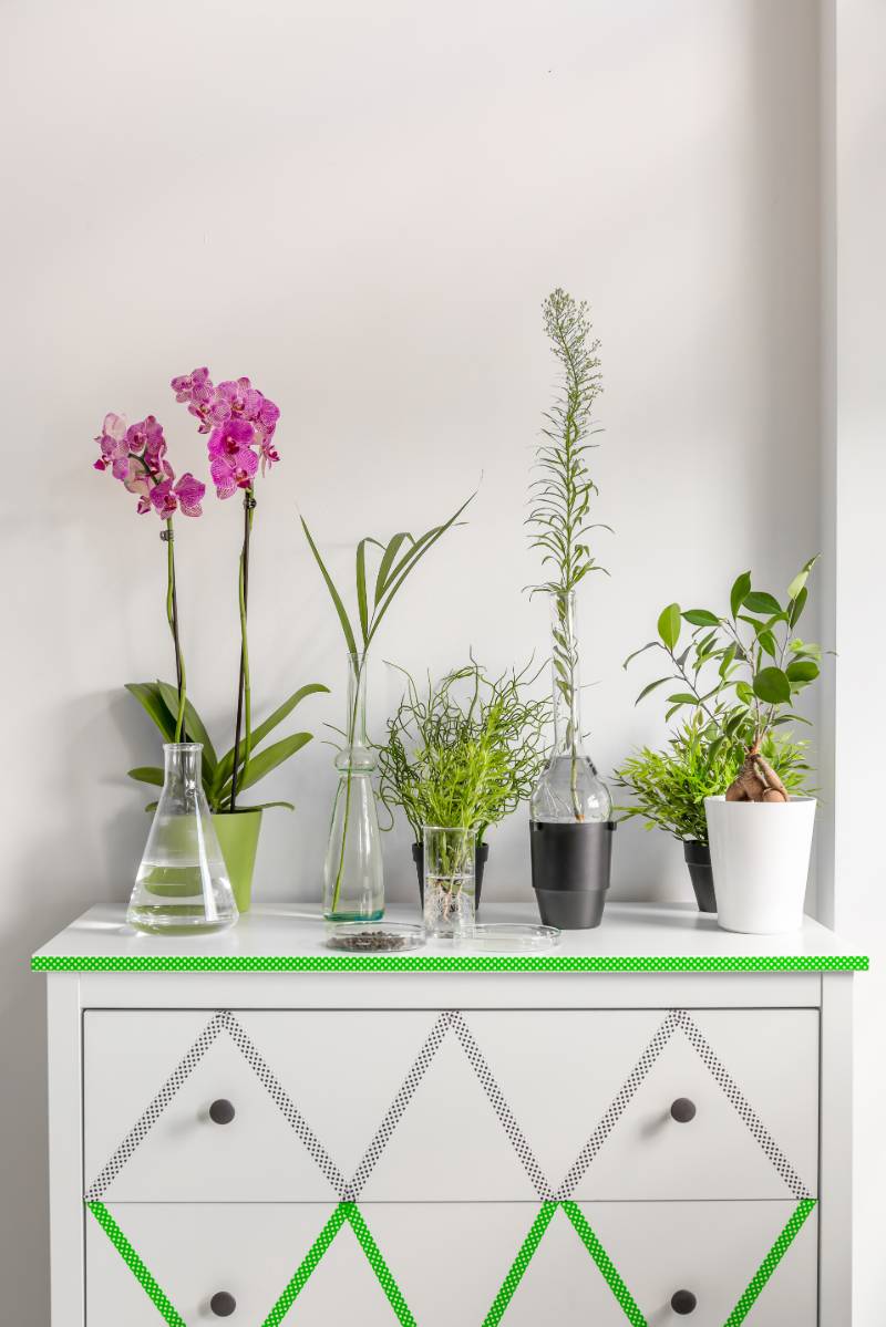 cropped shot house plants standing on | diy hacks home decor