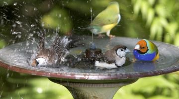 group finches bird bath | 9 Ways To Build A DIY Bird Bath On A Budget | Featured