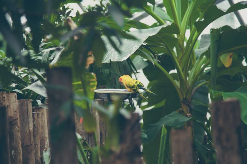 Rxr2YpQEOww parrots bird bath | 9 Ways To Build A DIY Bird Bath On A Budget
