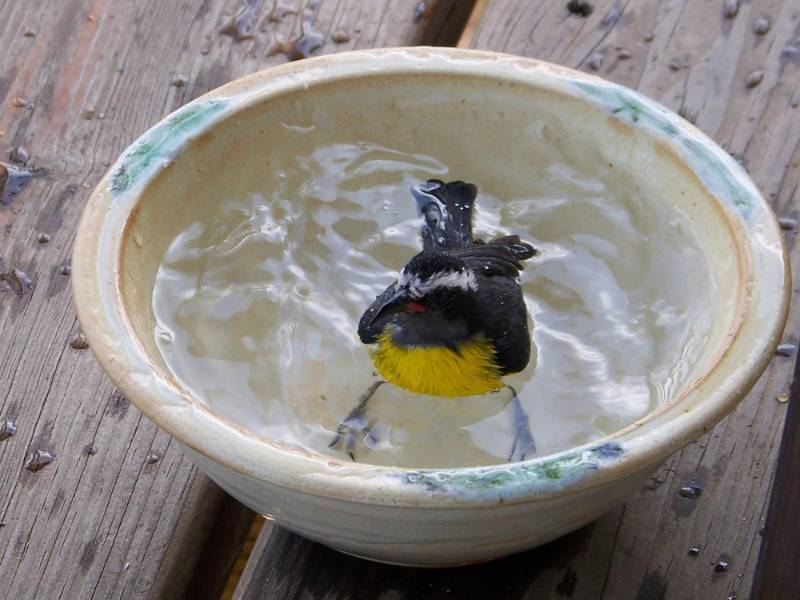 bananaquit-bird-taking-bath-bowl-on | 9 Ways To Build A DIY Bird Bath On A Budget