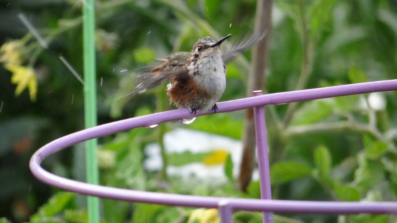 female-hummingbird-garden-sitting-on-tomato | 9 Ways To Build A DIY Bird Bath On A Budget