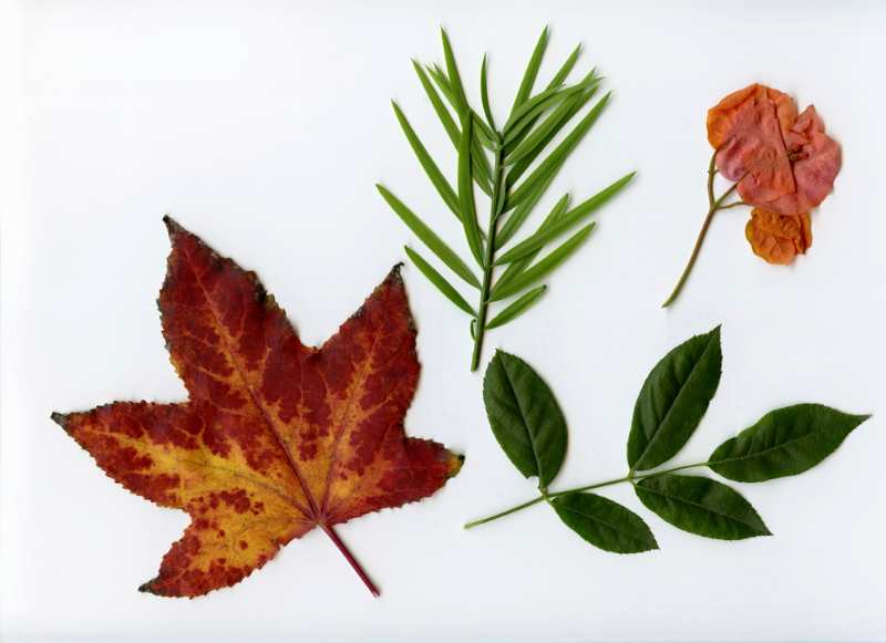 natural-real-leaves-set-pressed-flower | dried leaves