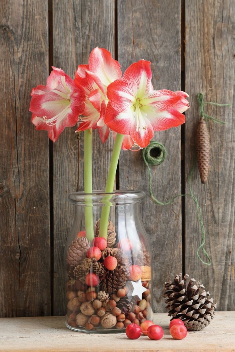 Amaryllis-Big-Glass-Vase-Pflanzer-getrocknet |  das Erntedankfest